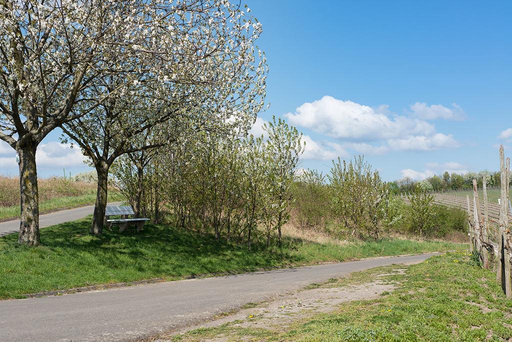 Weingut & Gaestehaus Edwin Hoffmann Trittenheim Exterior foto